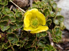Ranunculus enysii