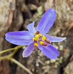 Dianella