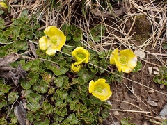Ranunculus enysii