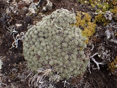 Celmisia argentea