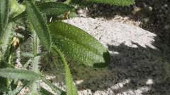 Johnstonella holoptera