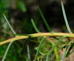 Acacia genistifolia