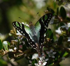 Graphium macleayanus