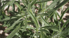 Johnstonella holoptera