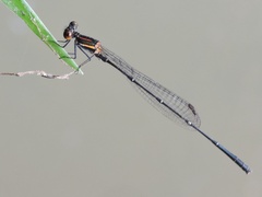 Prodasineura verticalis