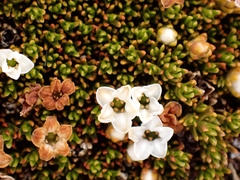 Dracophyllum muscoides