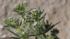 Cryptantha maritima maritima