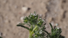 Cryptantha maritima maritima