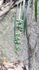 Liriope spicata