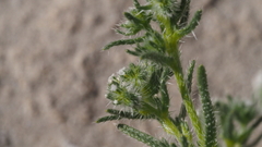 Cryptantha maritima maritima