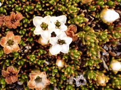 Dracophyllum muscoides