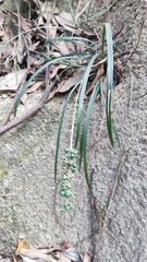 Liriope spicata