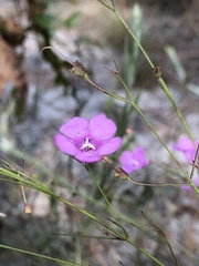 Agalinis filifolia