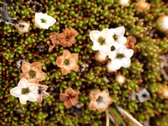 Dracophyllum muscoides