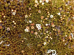 Dracophyllum muscoides