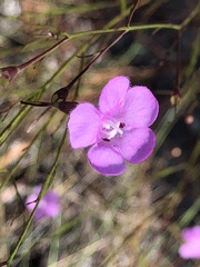 Agalinis filifolia