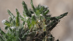 Cryptantha maritima maritima