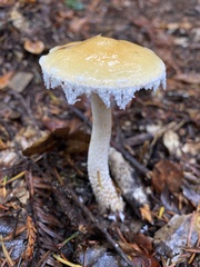 Stropharia ambigua