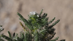 Cryptantha maritima maritima