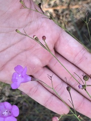Agalinis filifolia