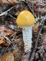 Stropharia ambigua