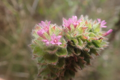 Epilobium densiflorum