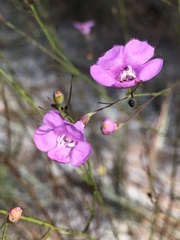 Agalinis filifolia