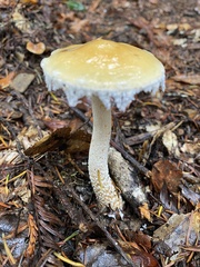 Stropharia ambigua