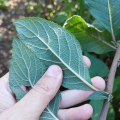 Vernonieae