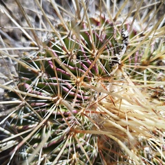 Echinofossulocactus