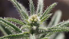 Johnstonella holoptera