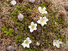 Caltha obtusa