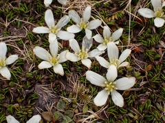 Caltha obtusa
