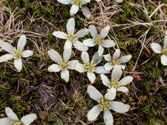Caltha obtusa