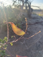 Erythrostemon pannosus