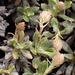 Celmisia brevifolia - Photo (c) Jane Gosden, algunos derechos reservados (CC BY-NC), subido por Jane Gosden