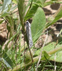 Utetheisa pulchelloides