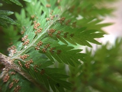 Leptopteris hymenophylloides