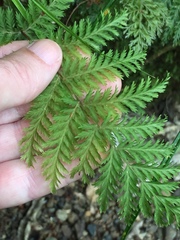 Leptopteris hymenophylloides