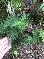 Leptopteris hymenophylloides