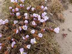 Veronica densifolia