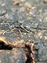 Dolichoderinae