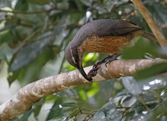 Ptiloris victoriae