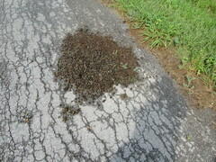 Boselaphus tragocamelus