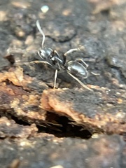 Dolichoderinae