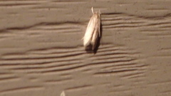 Limnaecia phragmitella