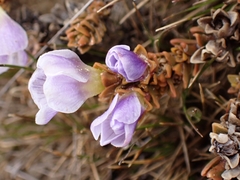 Veronica densifolia