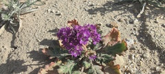 Phacelia crenulata ambigua