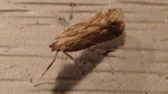 Metzneria lappella