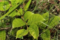 Glochidion ferdinandi